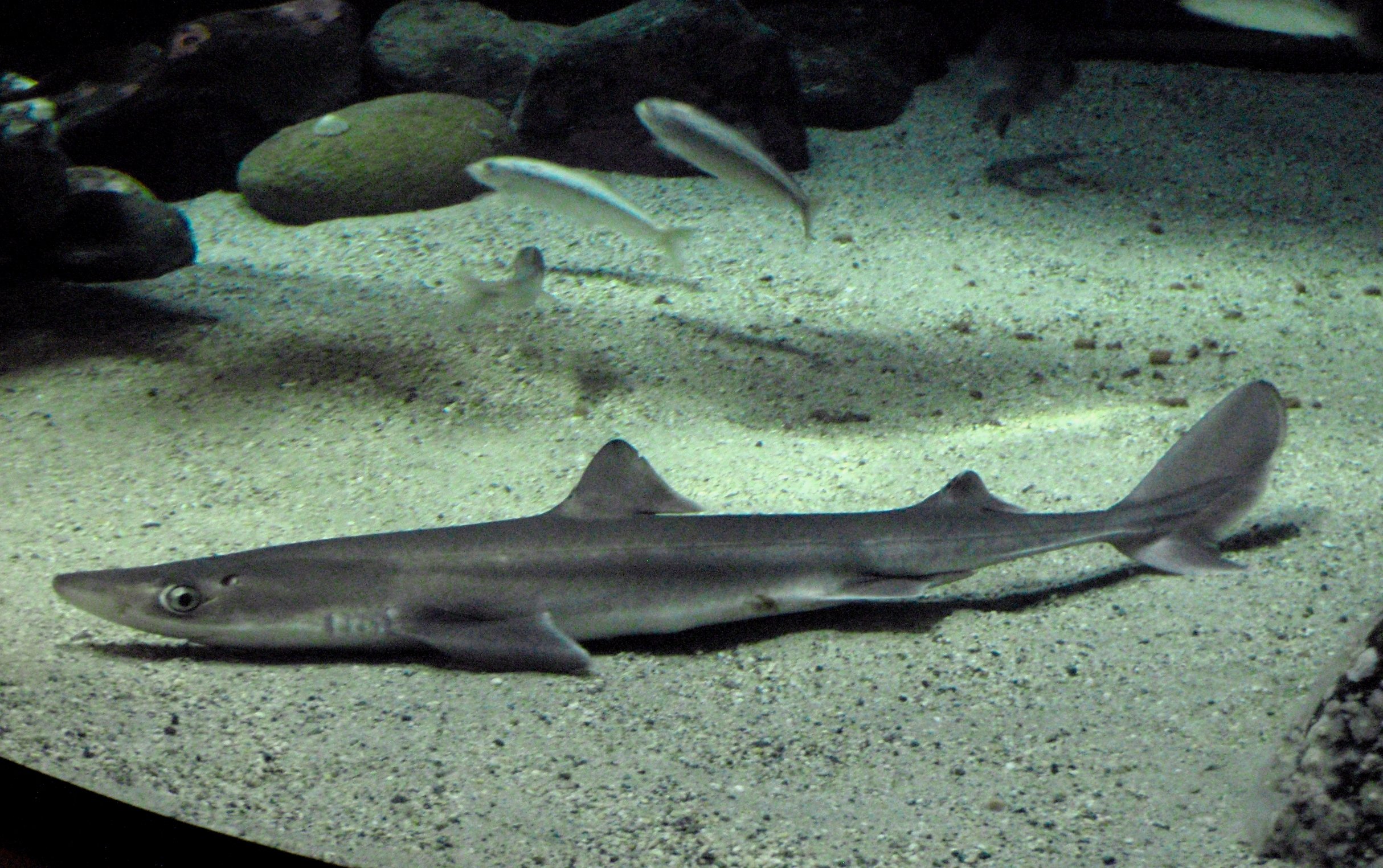 Tot Tuesday —SUPER SHARKS