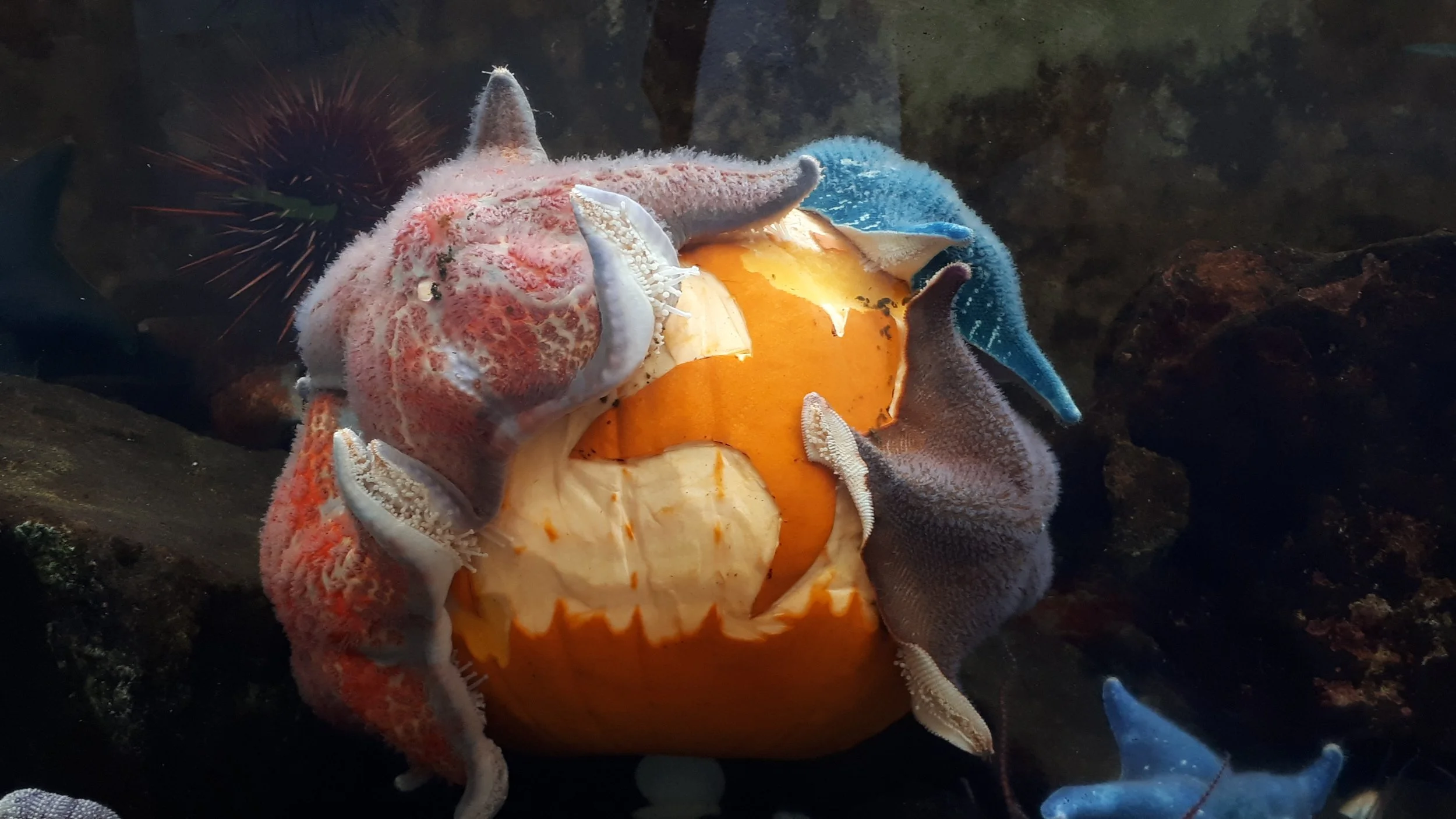 Tot Tuesday —Halloween Under the Sea