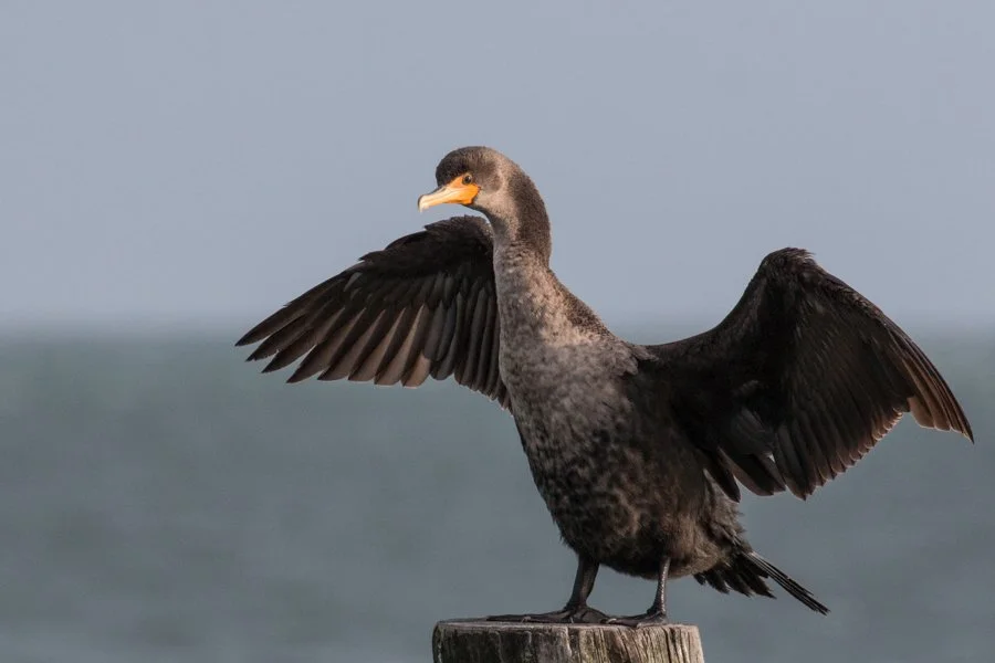 Tot Tuesday —SEA THE SEABIRDS