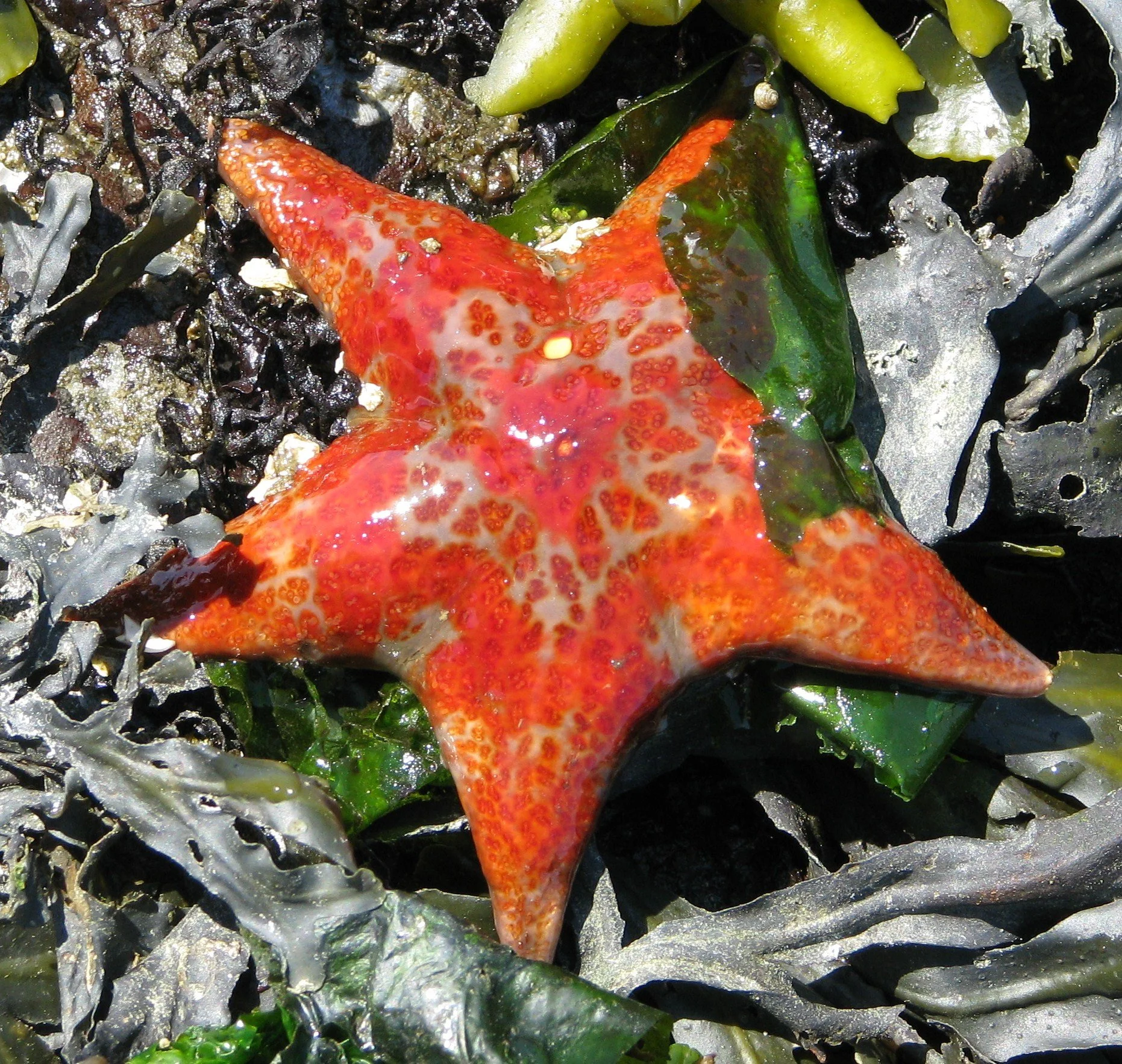 Tot Tuesday —STARS OF THE SEA