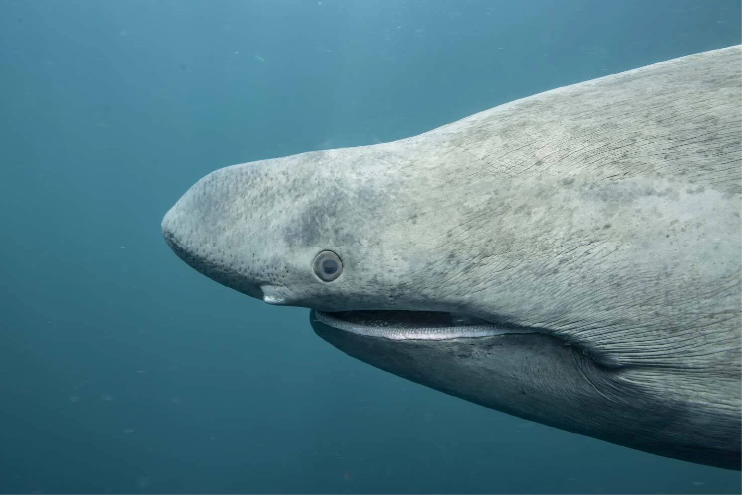 Basking Sharks: Forgotten Giants Exhibit OPENS