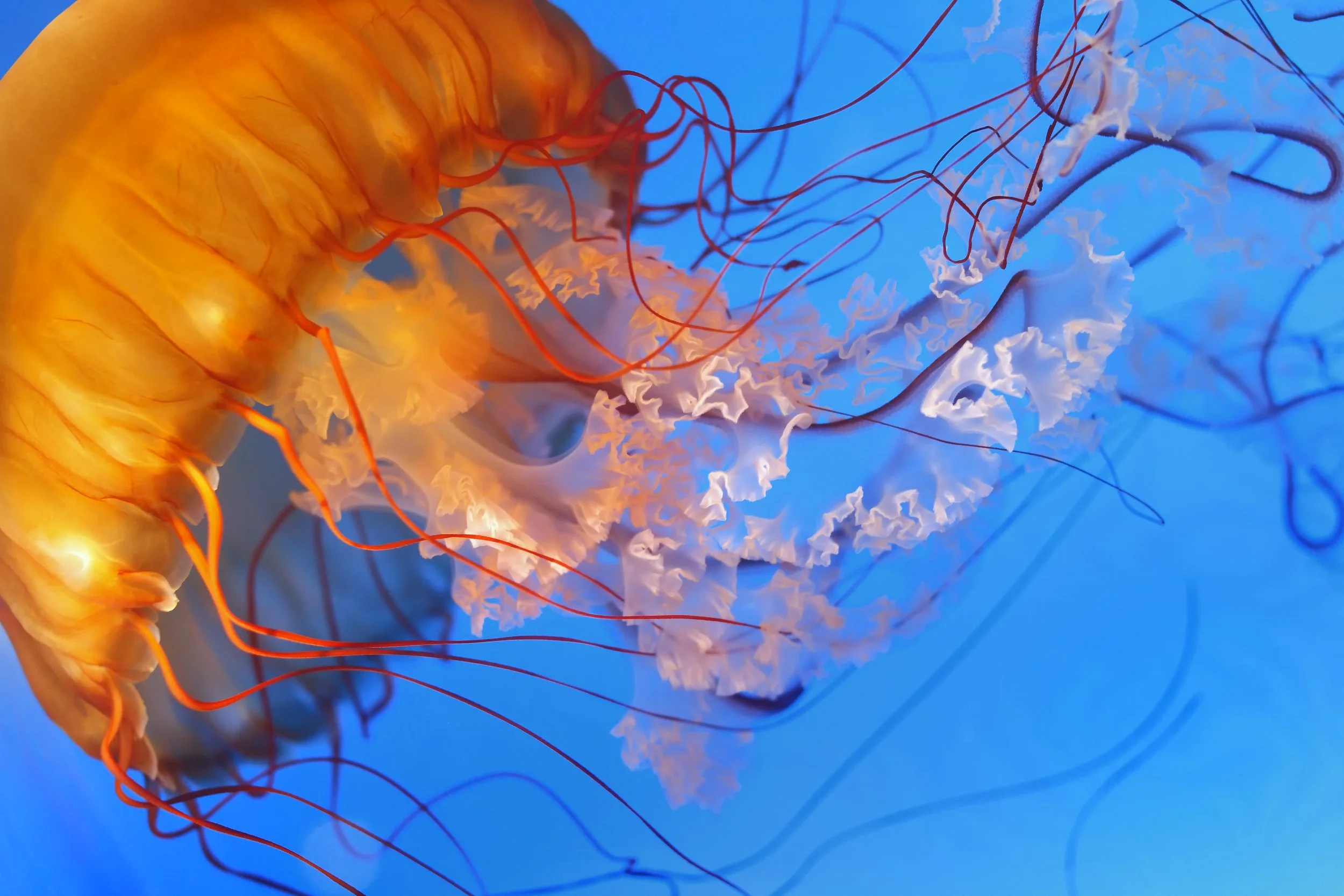 Shaw Centre for the Salish Sea — PLANKTON POWER —