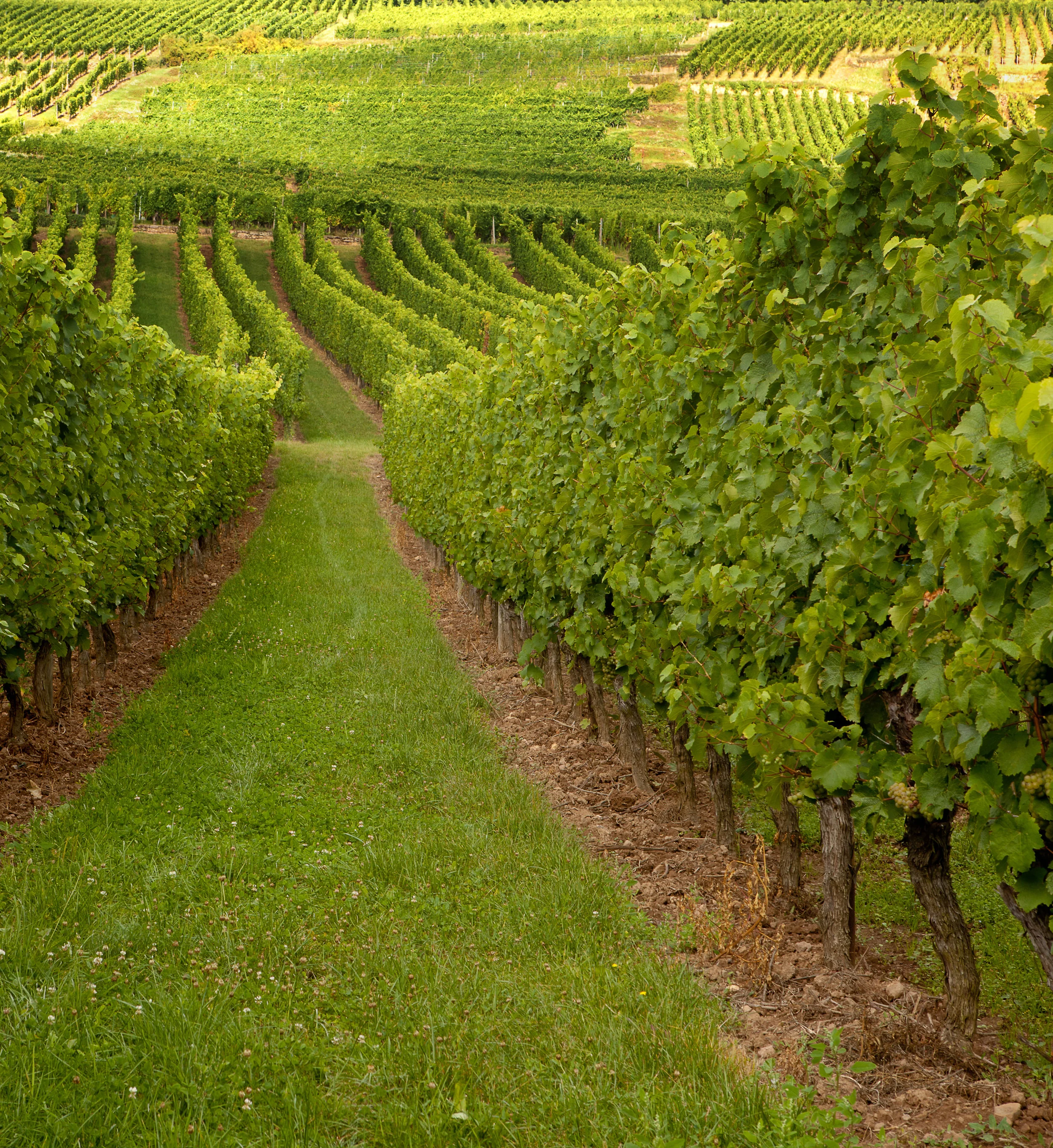 brochyrer-alsace-och-rhoneviner-vin-dryck-form-etiketter..jpg