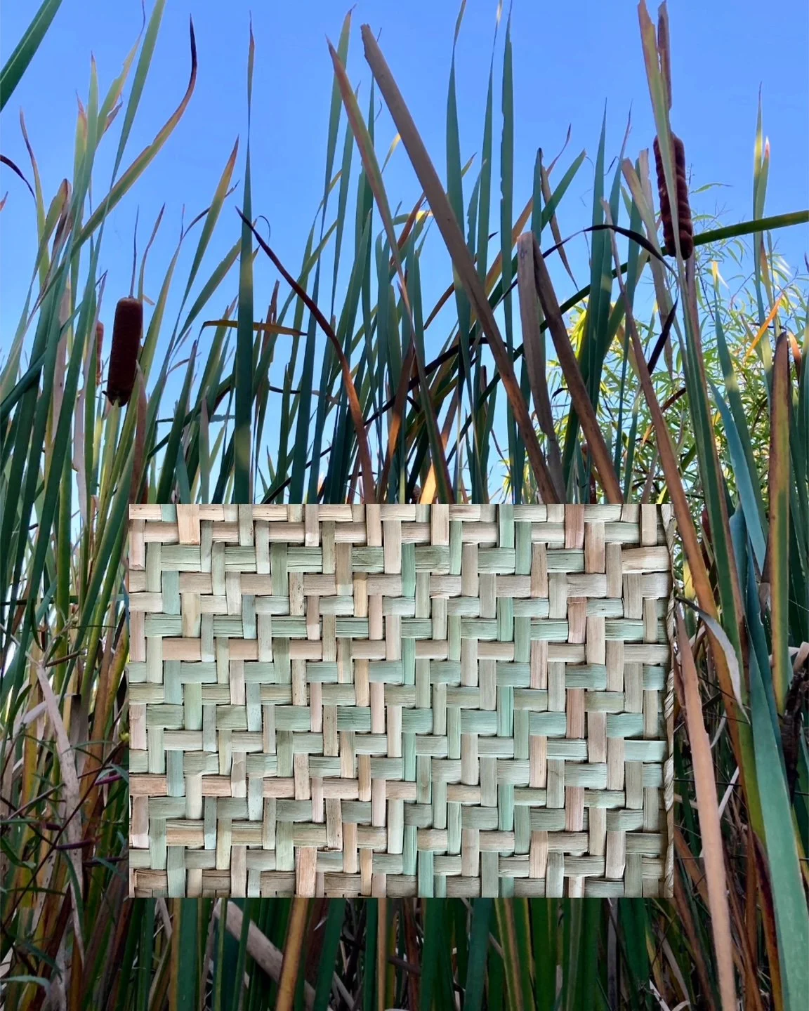 cattail mat + plants.JPG