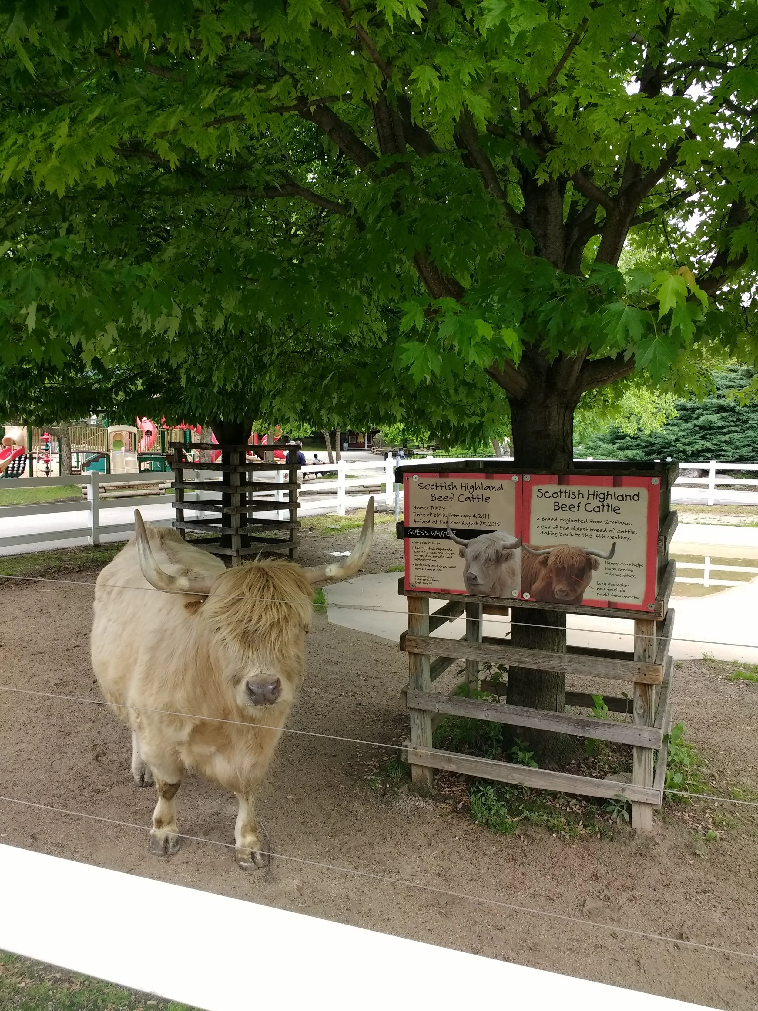 This Scottish Highland Beef Cattle at the Milwaukee County Zoo was happy to see our system working properly.