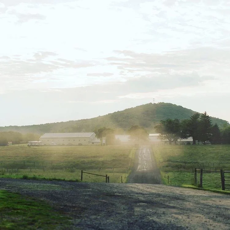 Sunrise-Farms-4P-pigs