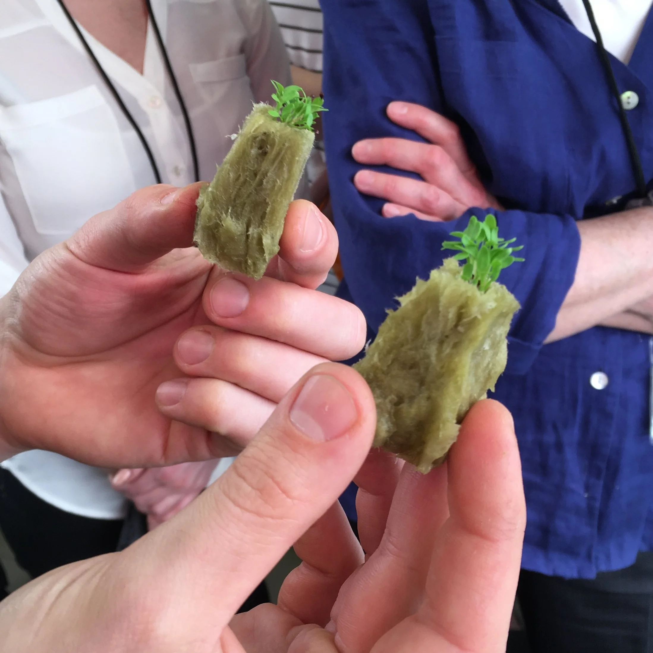 Rock wool is made from spun fibers of molten rock. This is one medium that hydroponic farmers use in lieu of soil to germinate seeds. | Image Source: @plantnasty