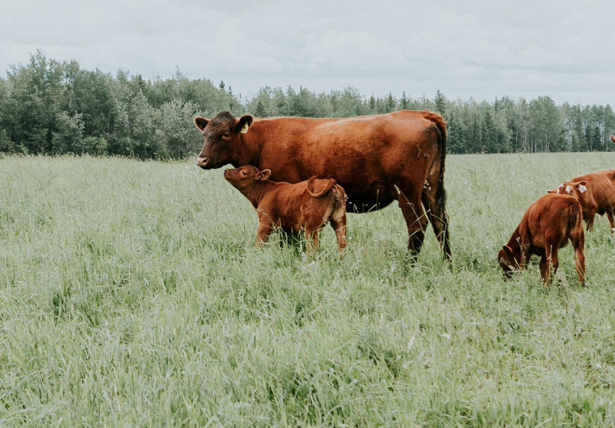 Screen Shot 2021-09-03 at 3.35.04 PM.png