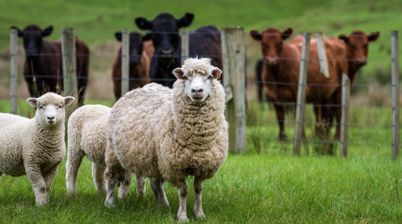 Screen Shot 2021-10-08 at 2.27.06 PM.png