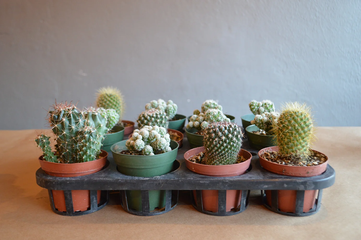 header4.jpg