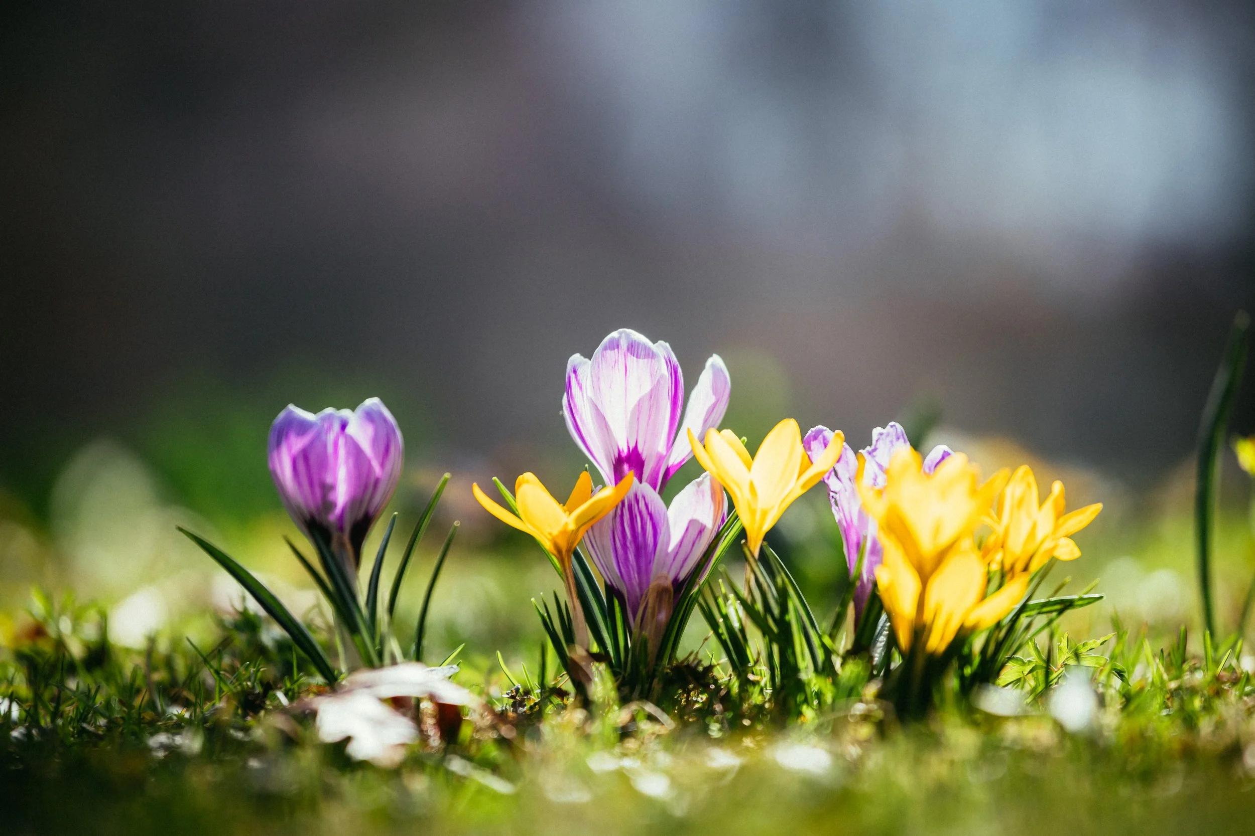 How Does Your Garden Grow?