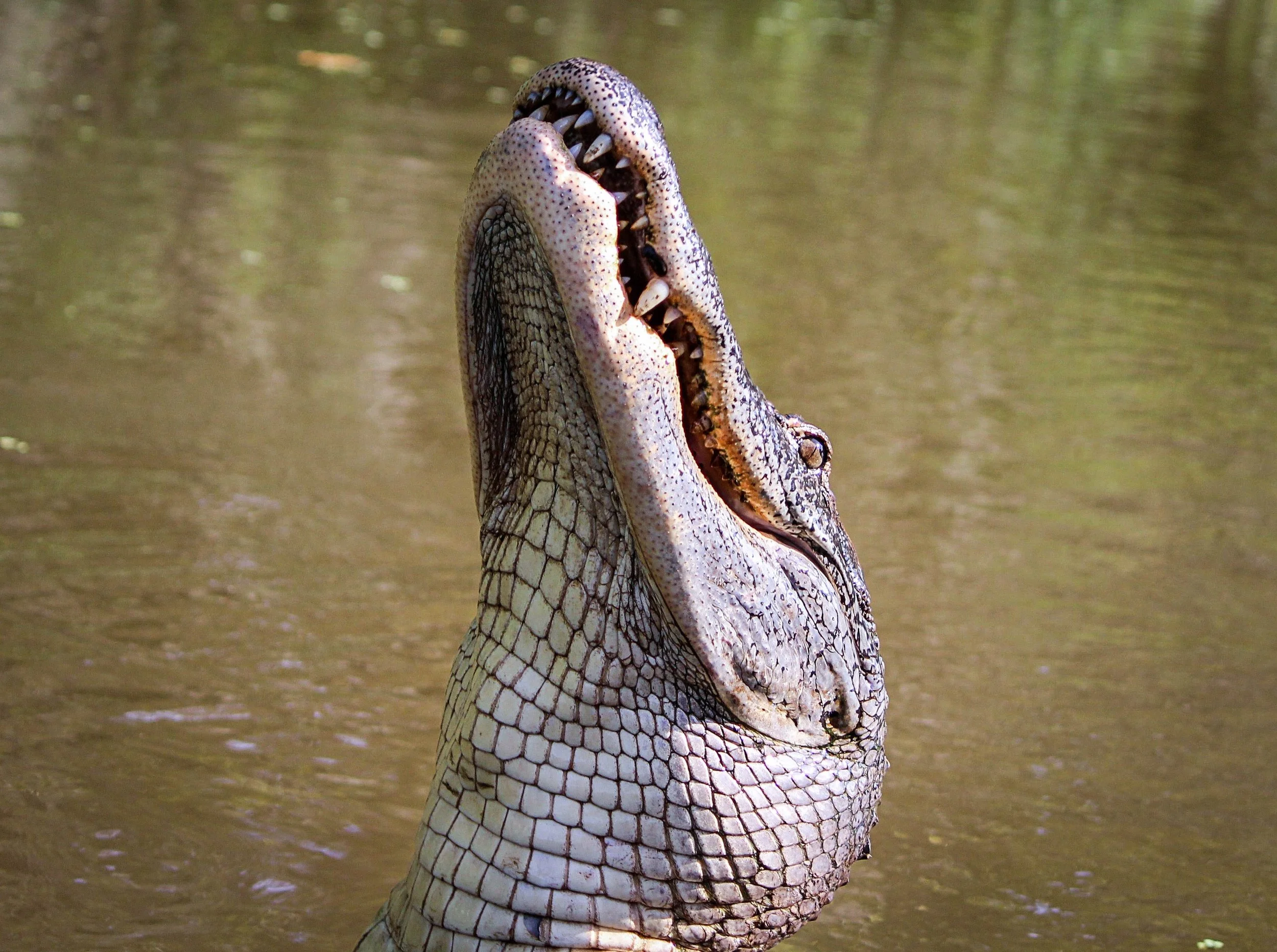 Feeding time?