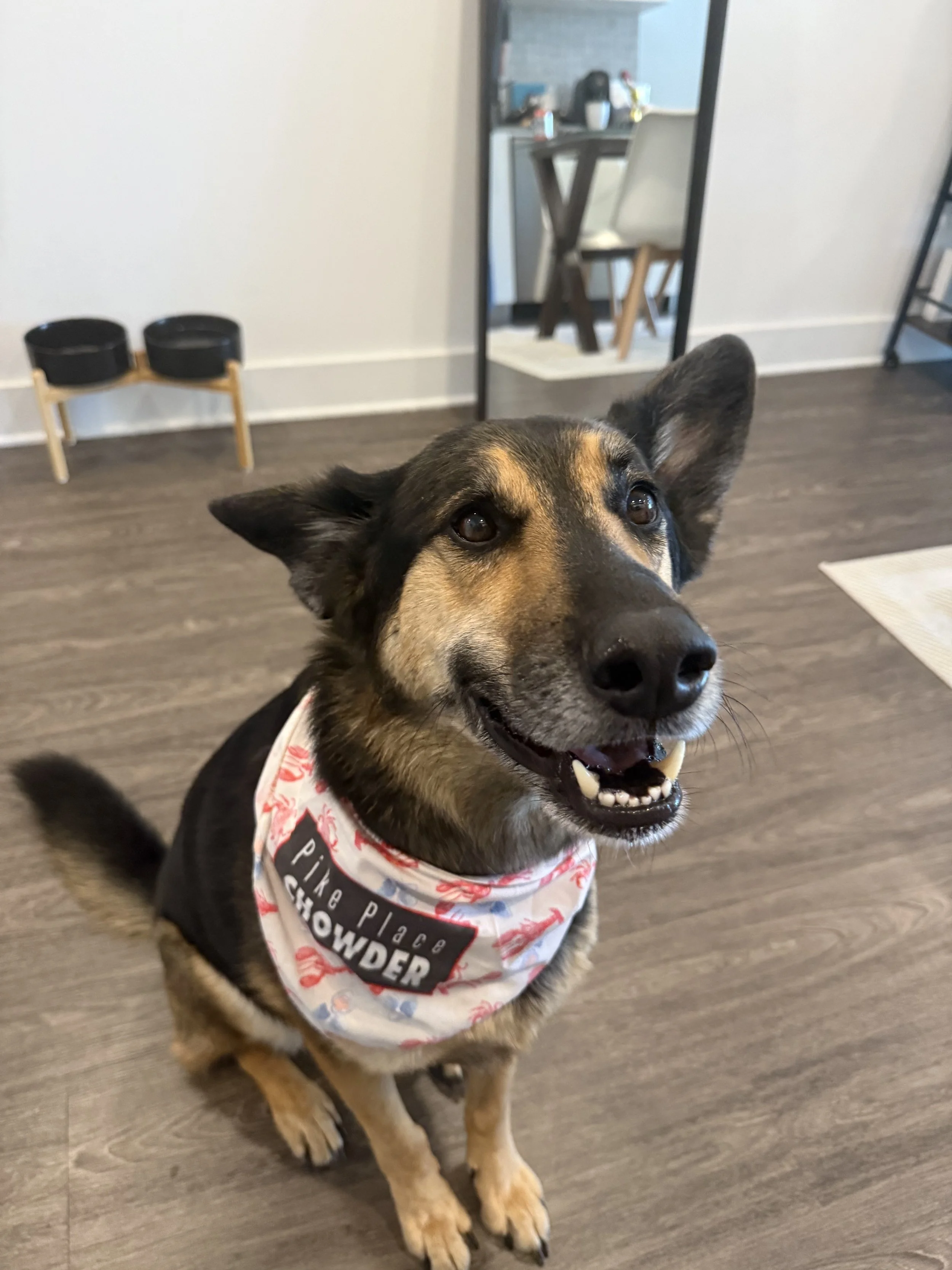 Supporting Local Dog Rescues