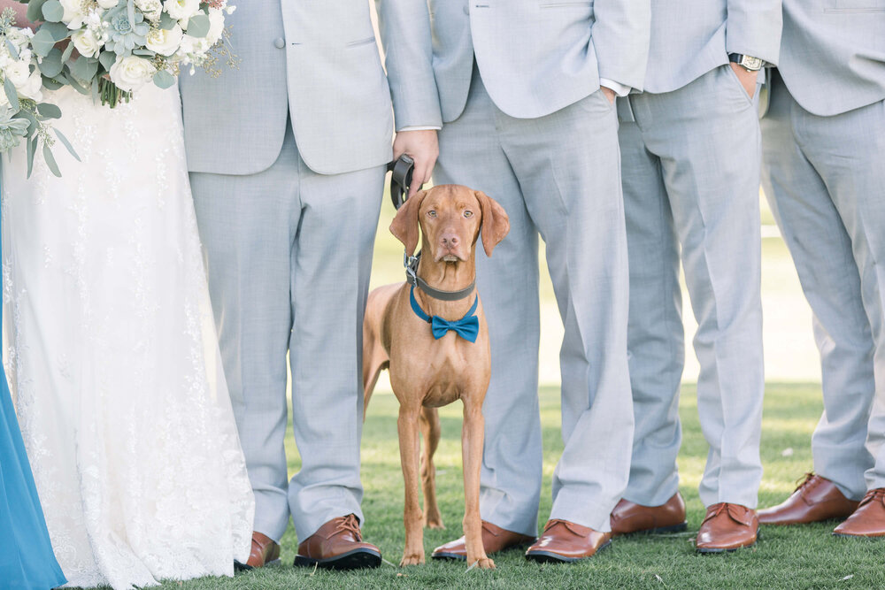 Dog in wedding at Gainey Ranch Golf Club in Scottsdale, Arizona