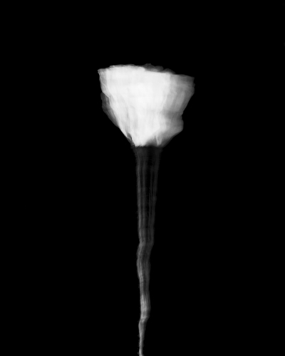 Tess Kelly, Poppy 3 , 2010.