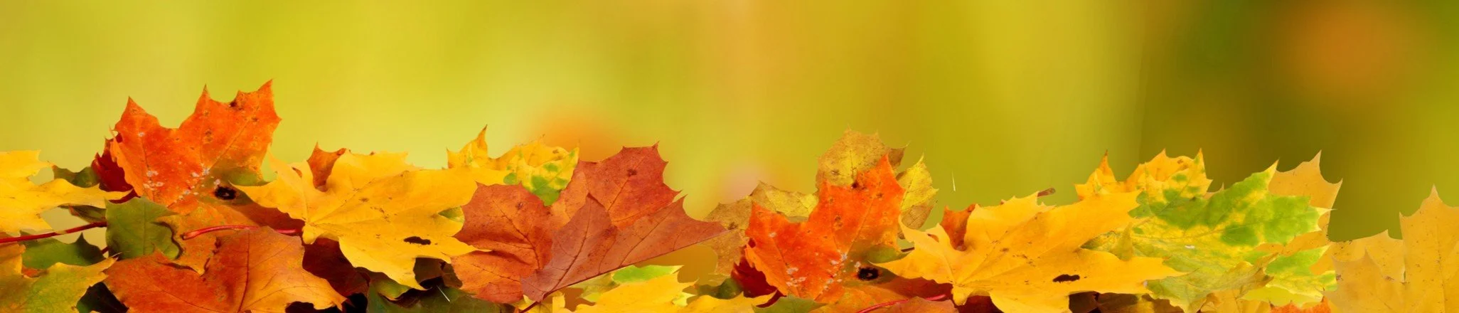 FallCampBanner.jpg