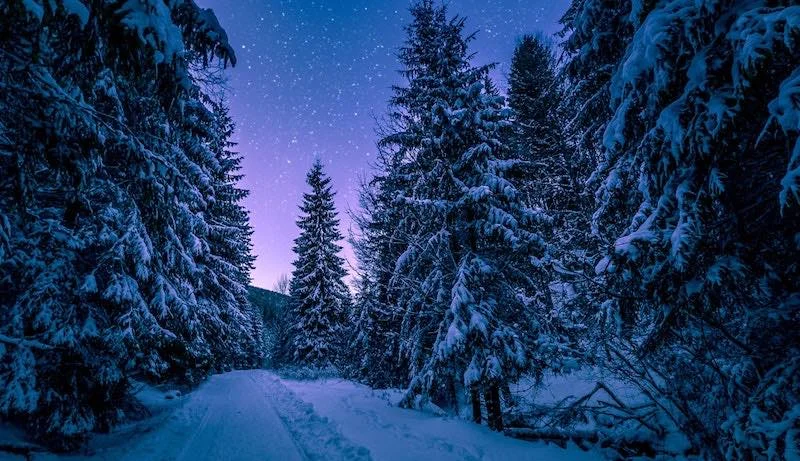 snowshoe-forest.jpg