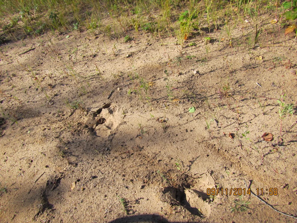 Moose tracks, River Rd, AB