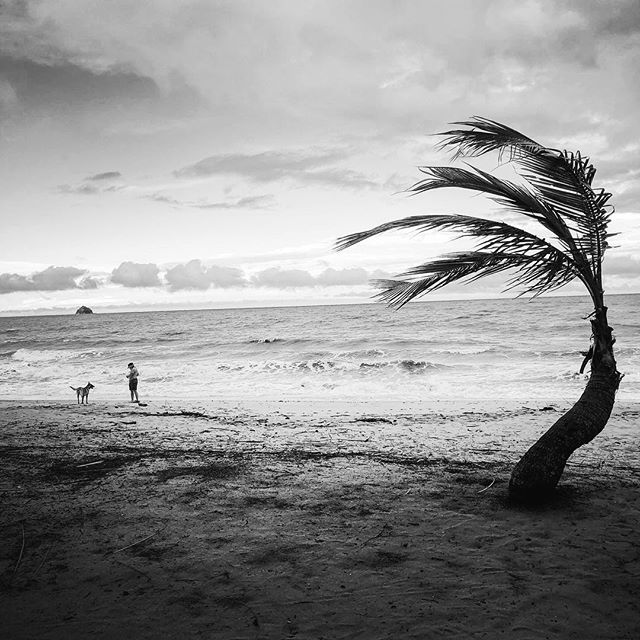 Palm Cove FNQ #fnq #tropical #paradise #blackandwhite #instagood #holiday #rnr #beach #cyclone