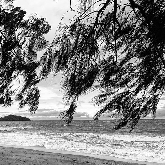 Palm Cove FNQ #fnq #tropical #paradise #blackandwhite #instagood #holiday #rnr #beach