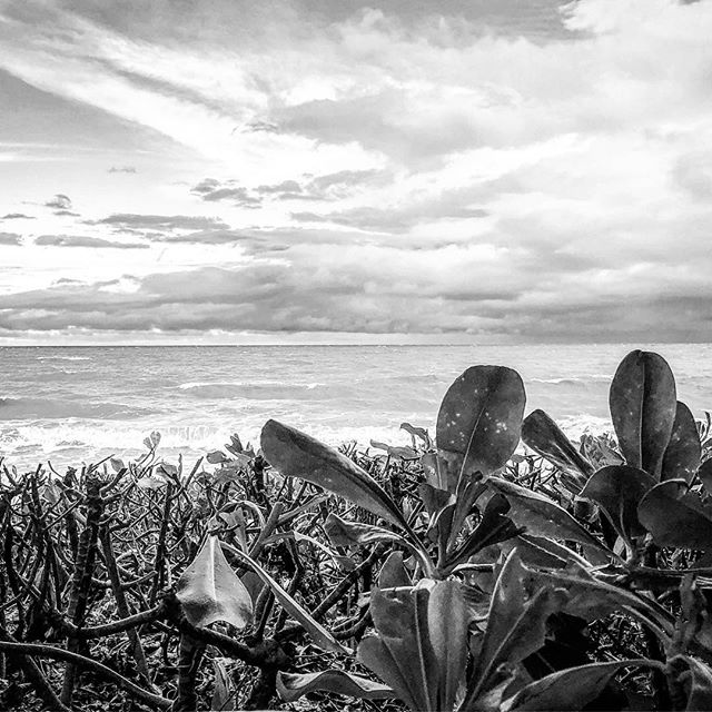 Palm Cove FNQ #fnq #tropical #paradise #blackandwhite #instagood #holiday #rnr #beach #mangrove