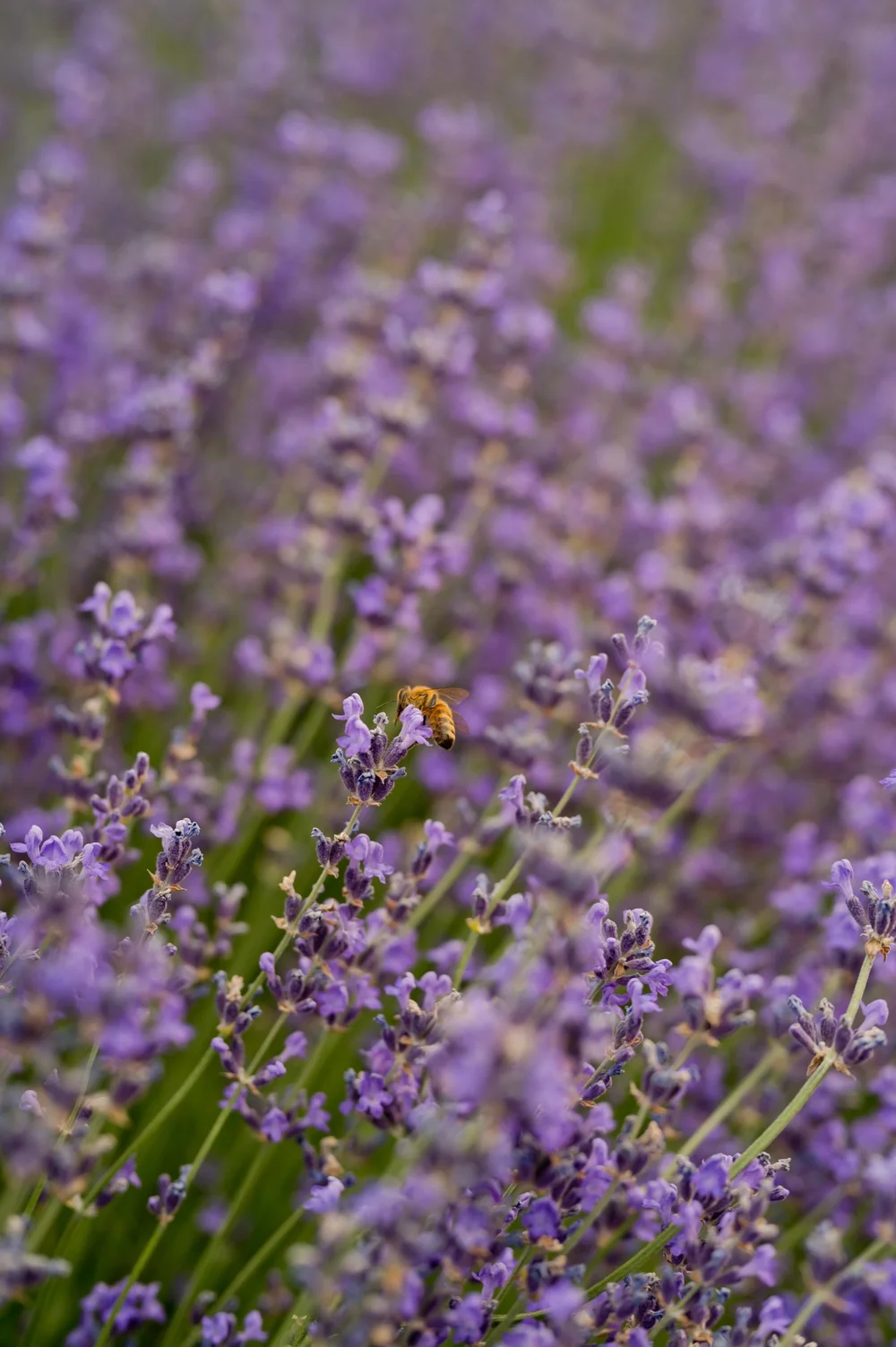 Lavender Roll-on (Angustafolia) 10ml — The Lavender Apple