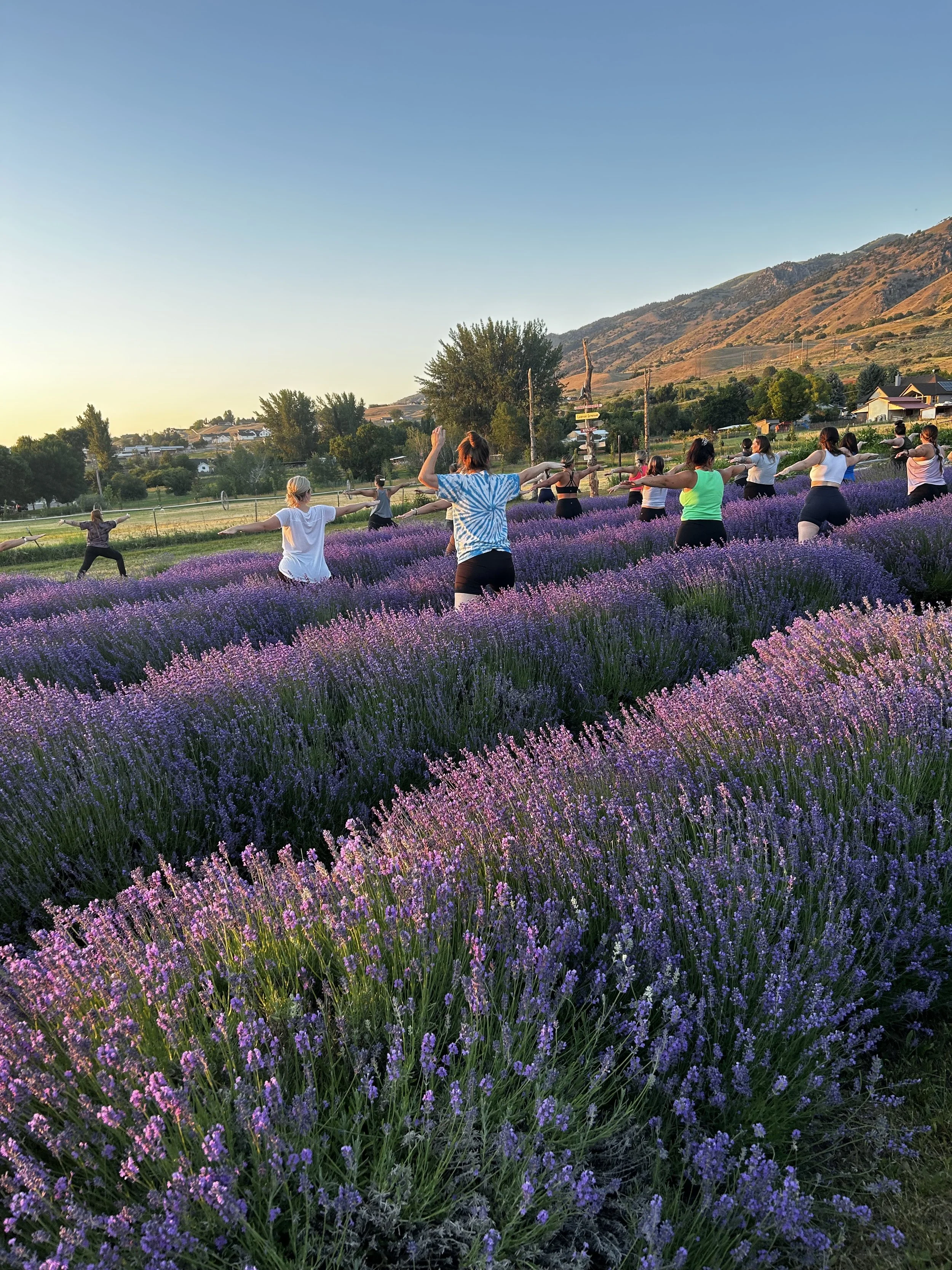 Sunset Lavender Yoga Sessions 