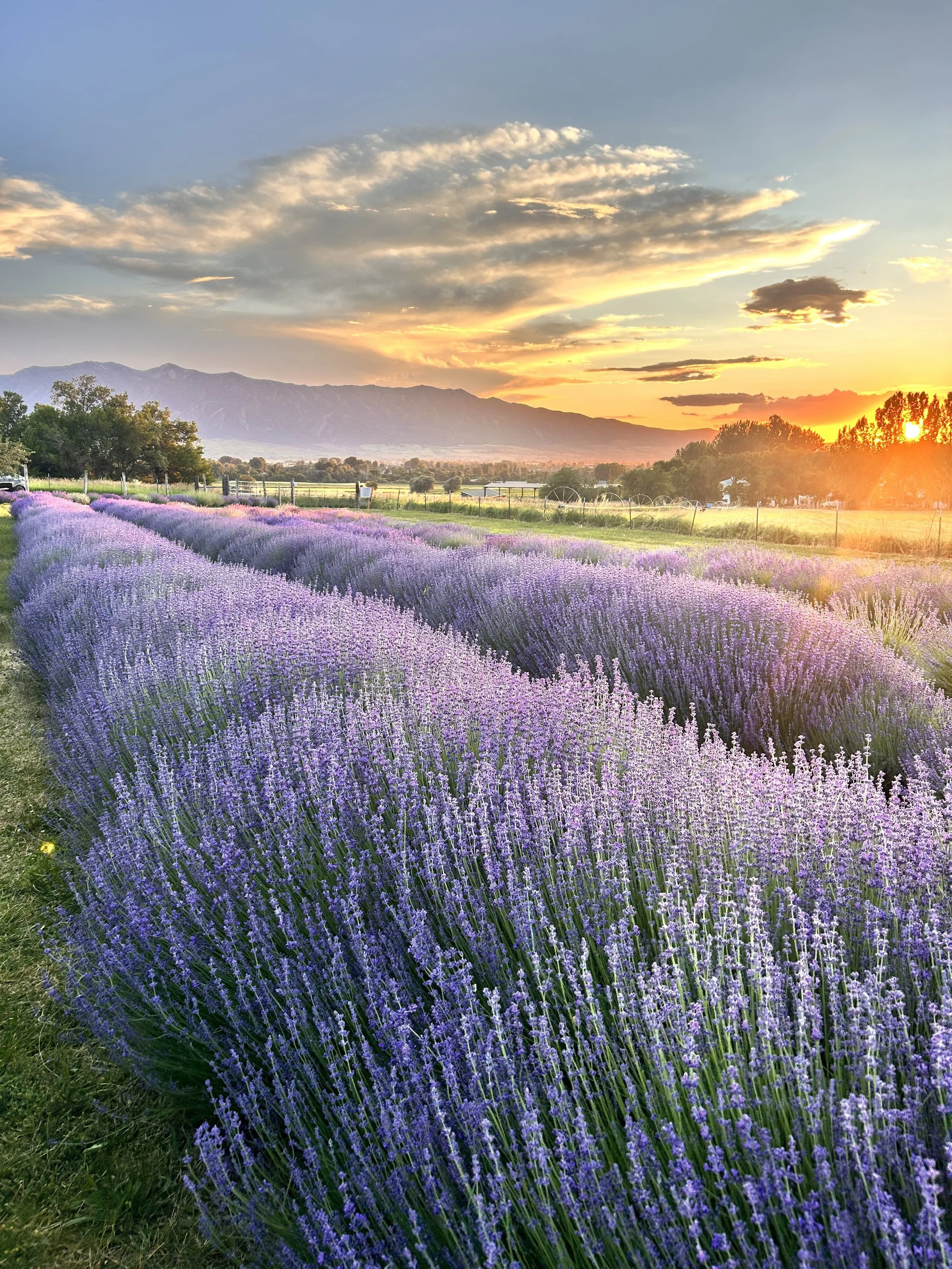 Lavender Date Night with Dr Wally