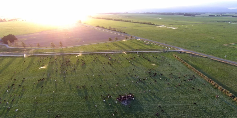 Wainui Dairy - 238ha effective, 800 Friesian cows, 50 bale rotary