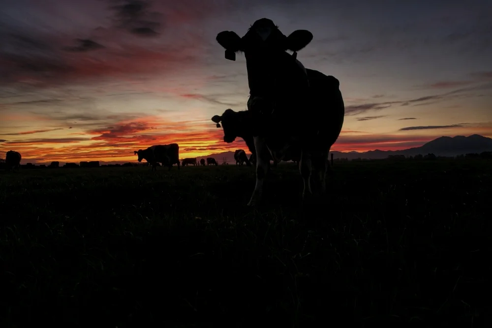Kintore Farm - Dairy cows