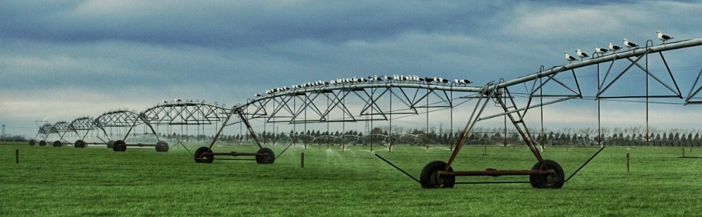 Timing Water to grow grass