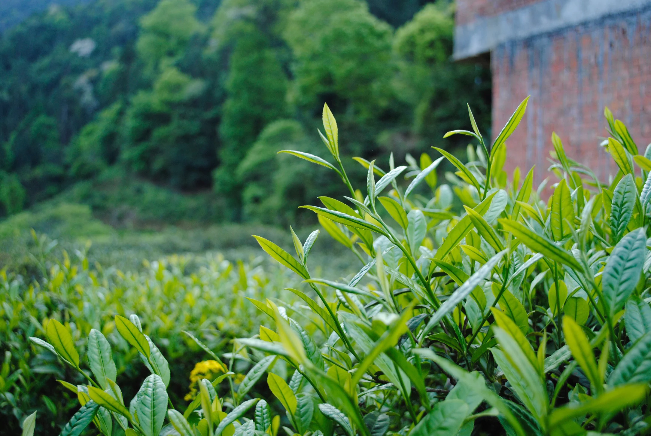 1. Camellia Sinensis.jpg