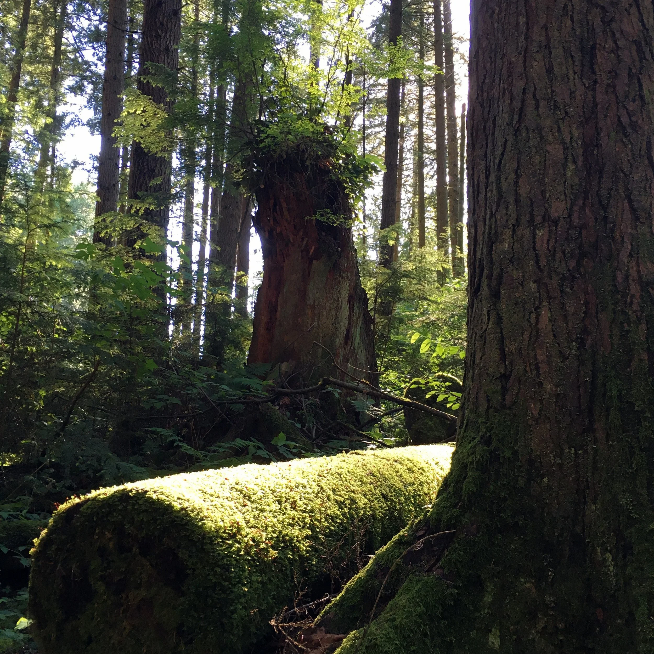 Light Coming Through.jpg