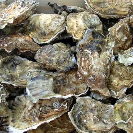 Organic Pacific oyster