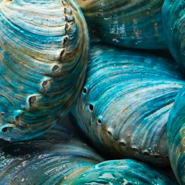 Blue abalone