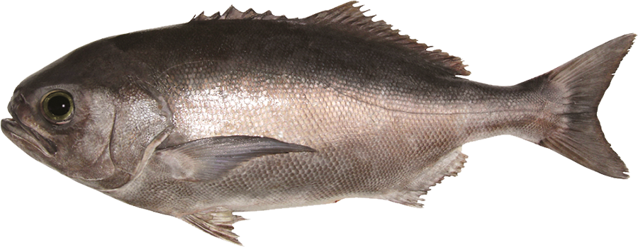 bluenose.png