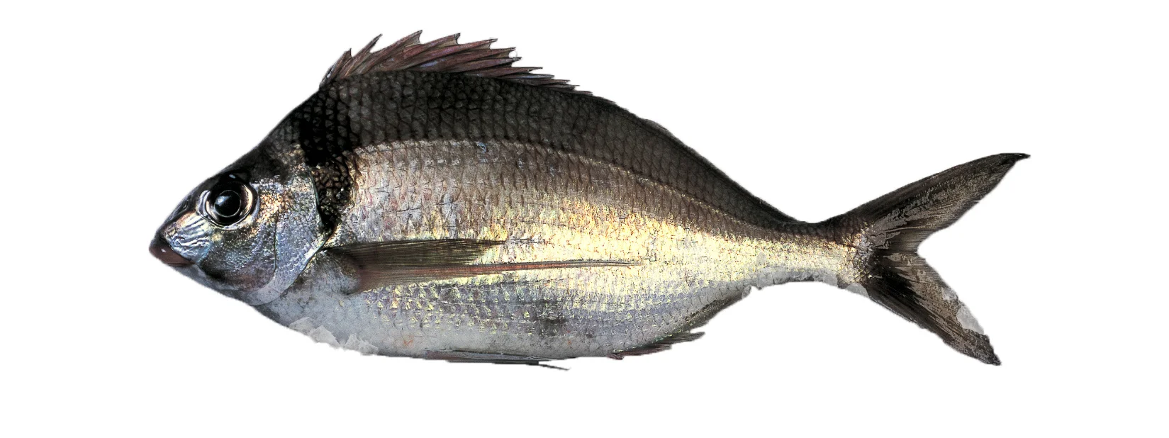 Tarakihi.jpg