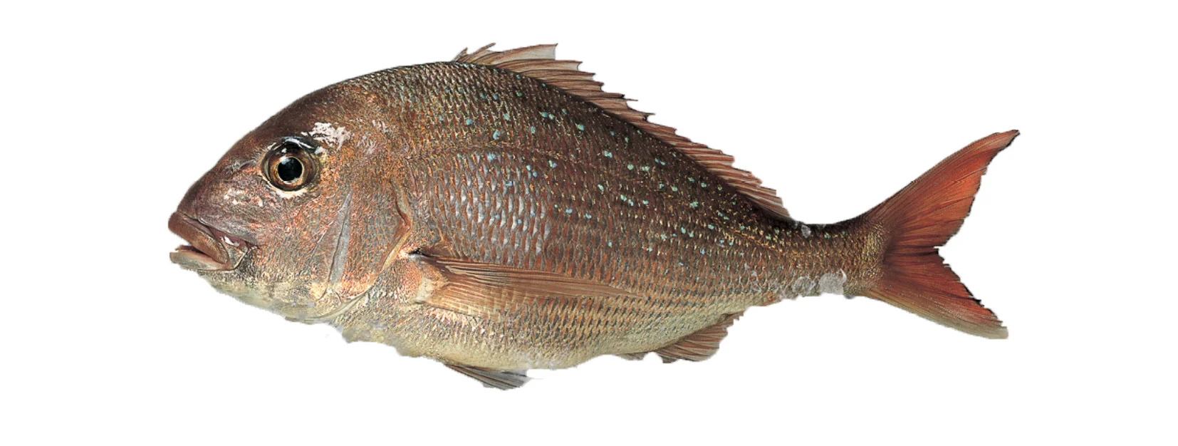 Snapper.jpg