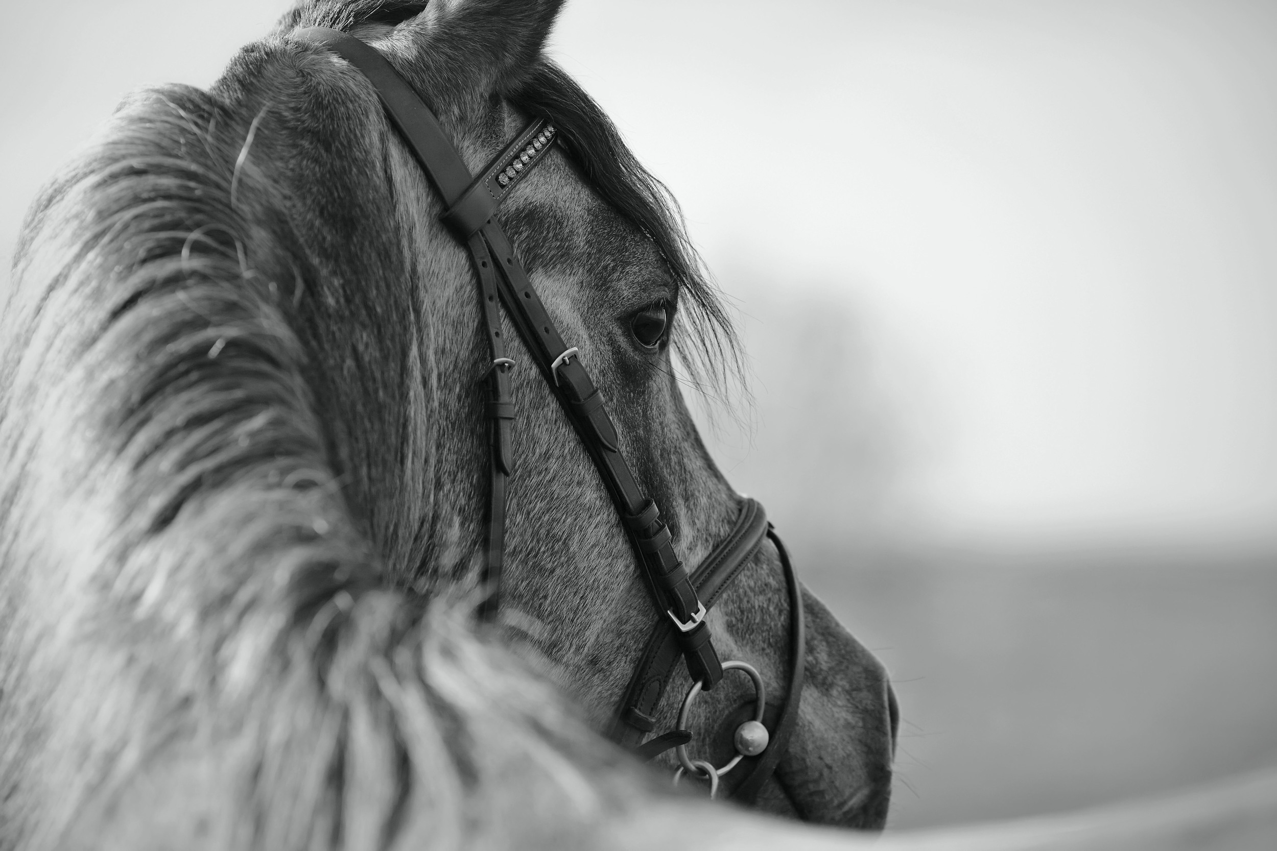 GREY_Adobe Horse2.jpg