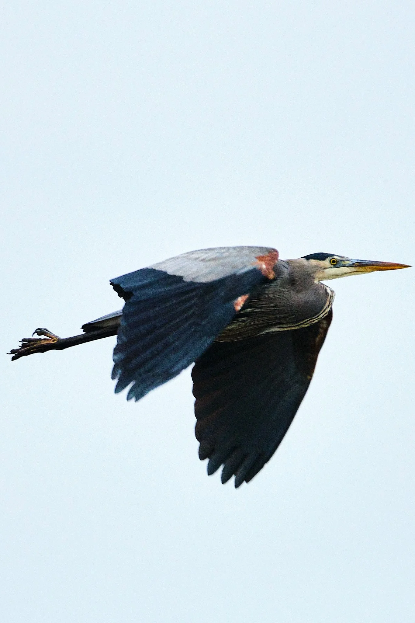 DSCF4768.jpg