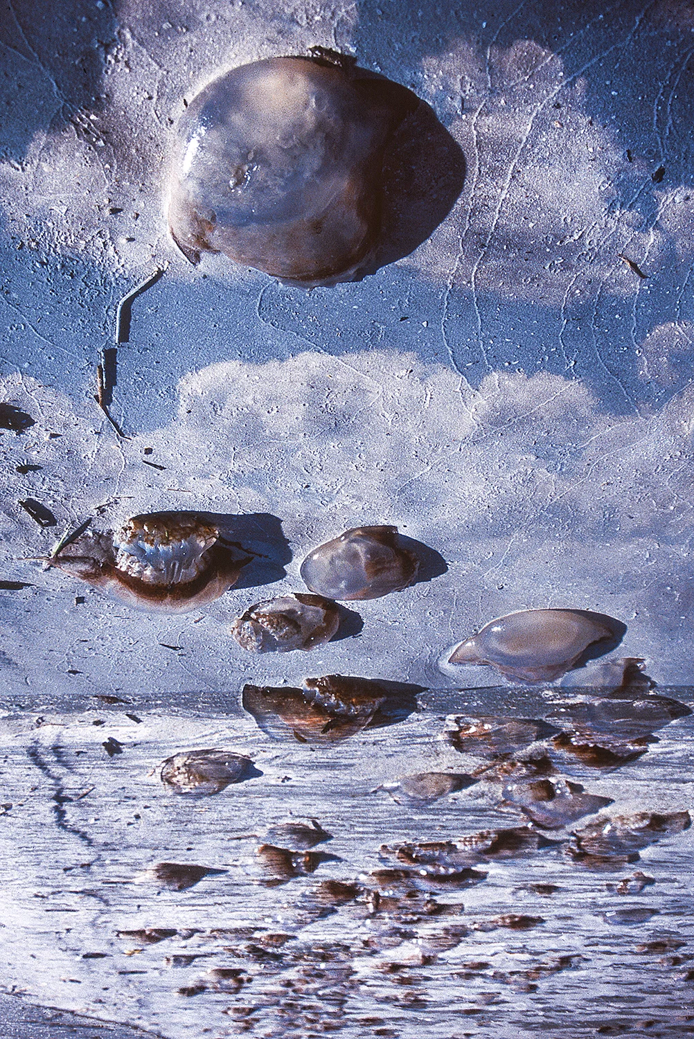 jellyfishdreamsquare.jpg