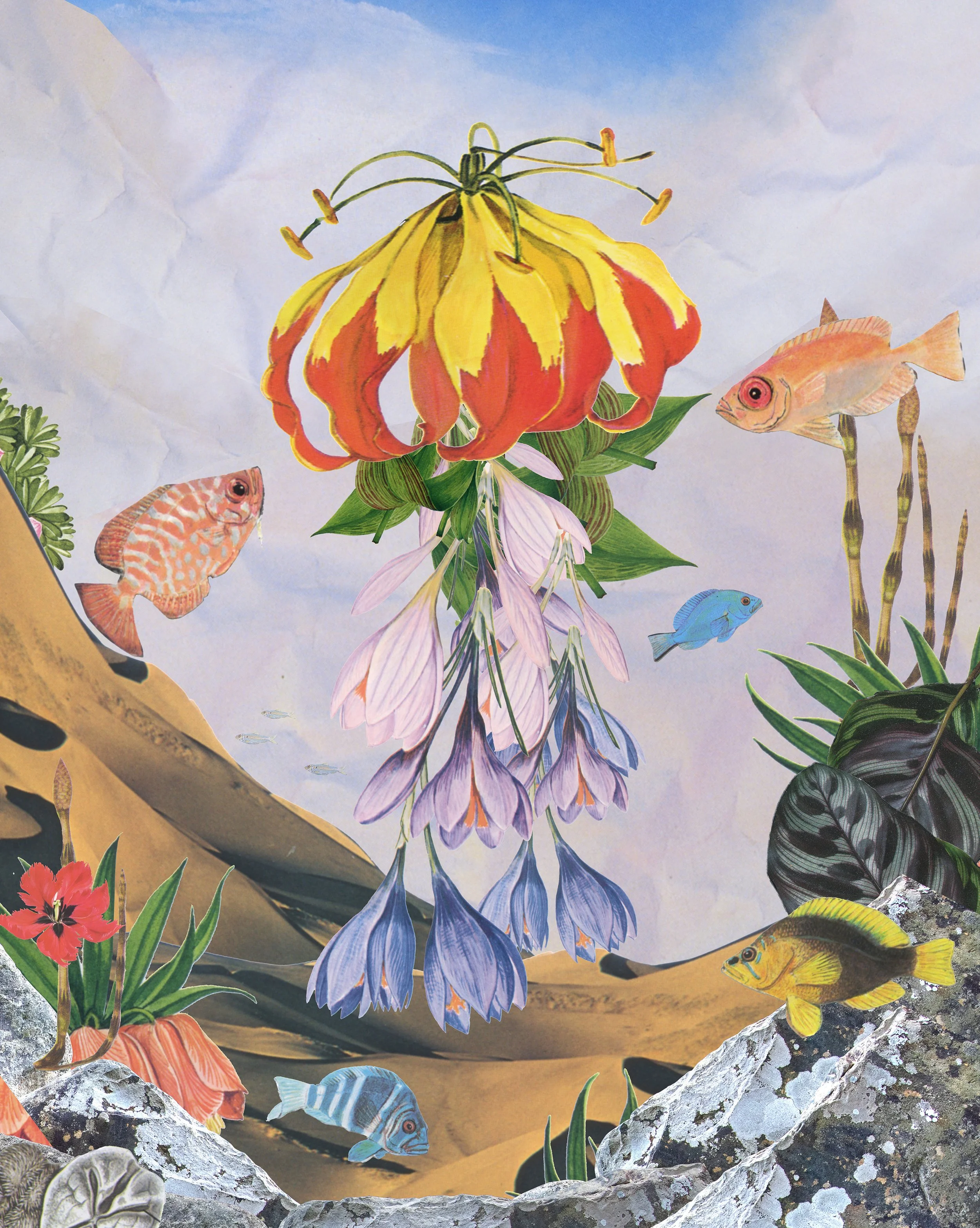 The Blooming Jellyfish