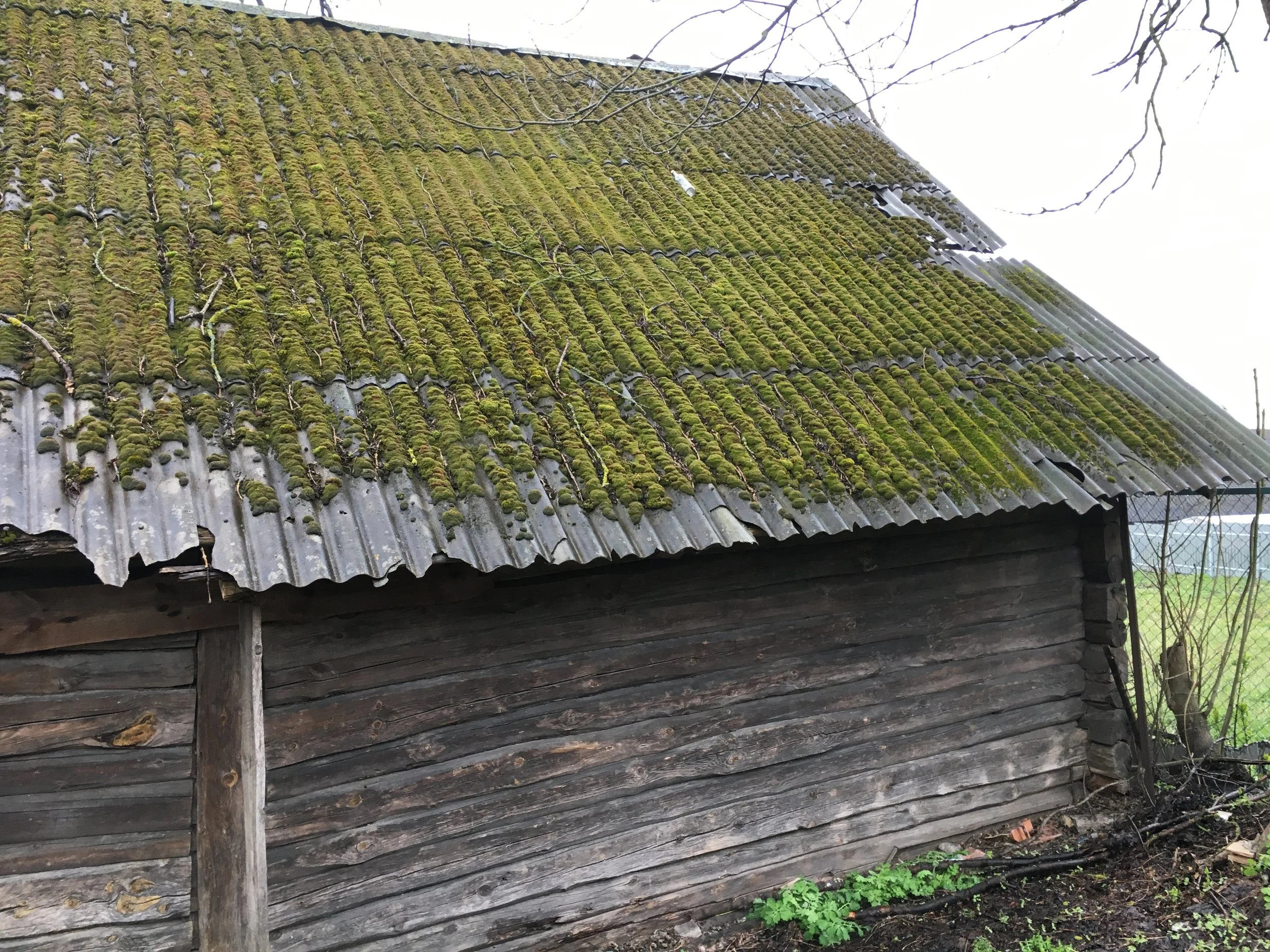 Belarus is very wet and moss grows everywhere.