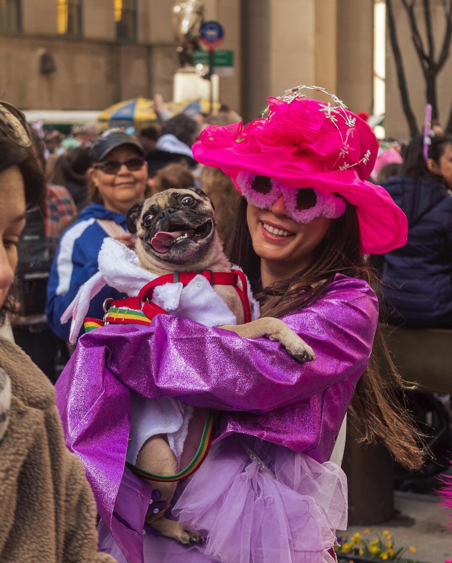Some of the scenes from the #Easter Parade and Bonnet Festival in #nyc 🐣 a tradition going back to the 1800s
&mdash;&mdash;&mdash;
#happyeaster #streetphotography #parade #puglove #canonphotography