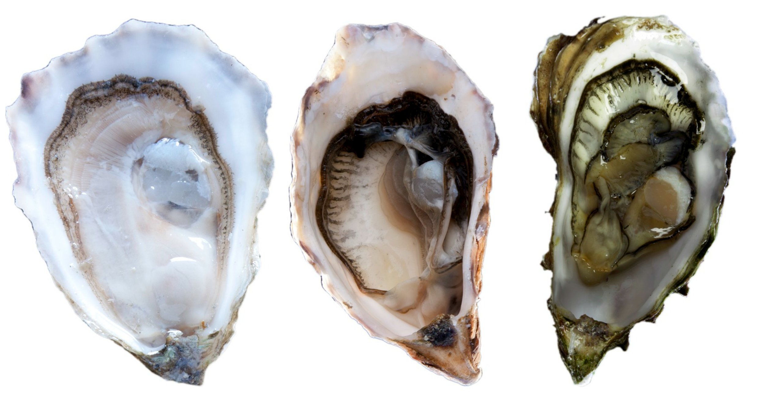 OysterTrio.jpg