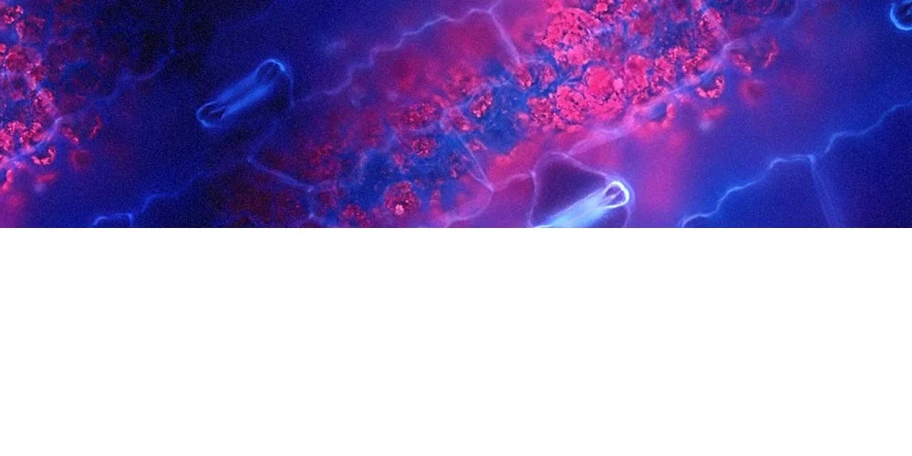 Kylie Signature.jpg