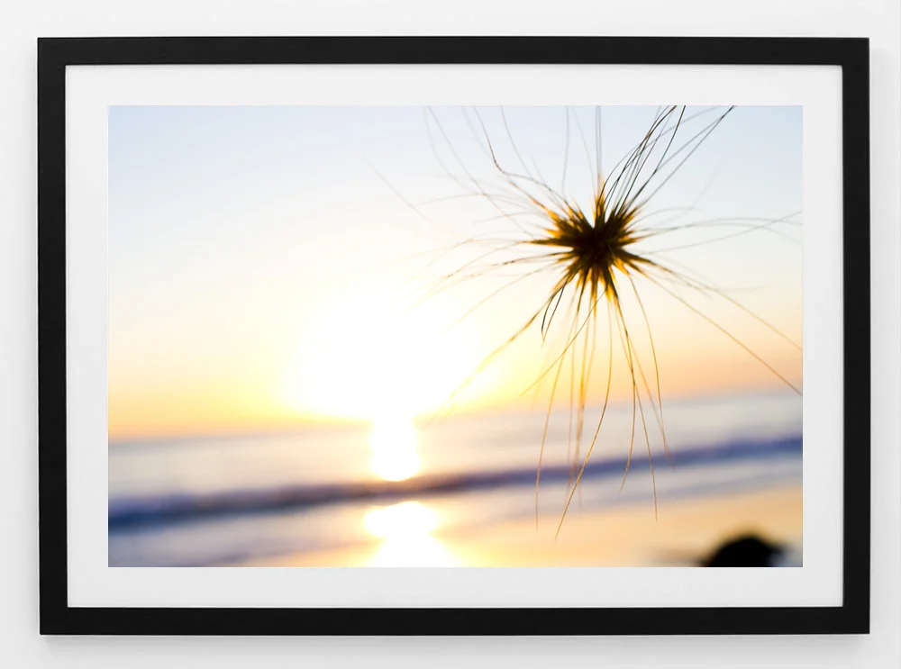 C7SpinifexFRAMEblack.jpg