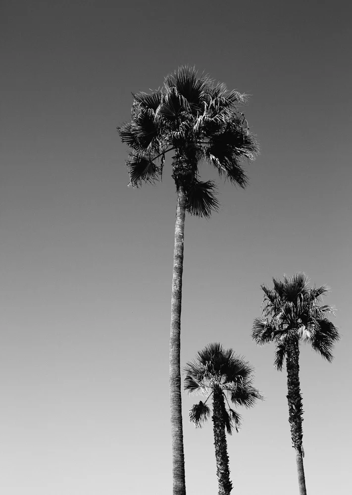 C33VeniceBeachPalmsWEB.jpg