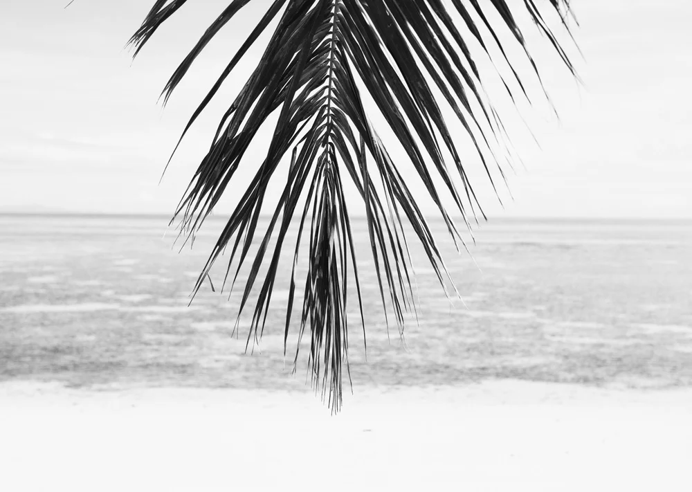 C34LonelyPalmWEB.jpg