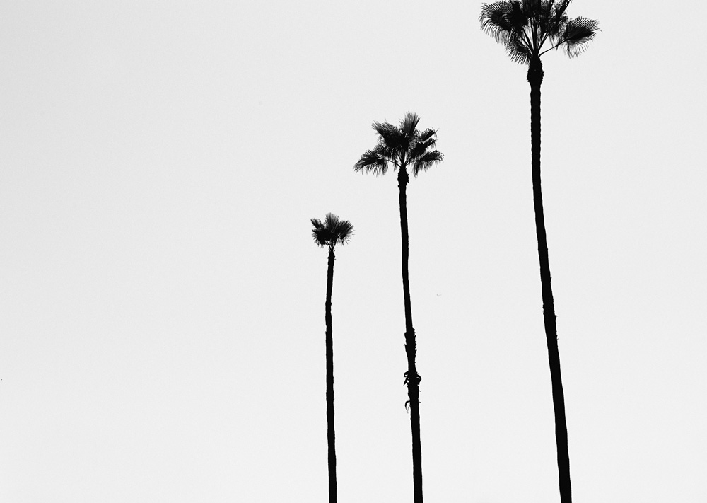 C32 Three Palms